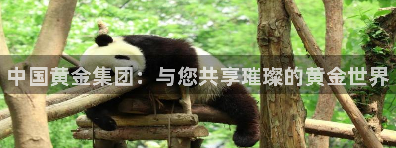 新宝5下载测试：中国黄金集团：与您共享璀璨的黄金世界