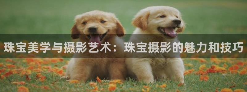 新宝5娱乐网址：珠宝美学与摄影艺术：珠宝摄影的魅力和技巧